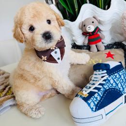 MONTY - Cream male Maltipoo puppy in Sugar Land, Texas from Celebrity Maltipoos