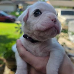 Purple - White female Boxer puppy in Spring, Texas from Sanchez Boxers