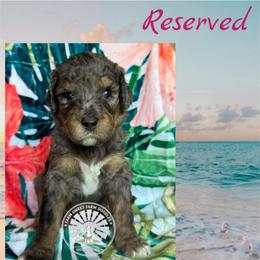 Aruba - Merle female Bernedoodle puppy in Godwin, North Carolina from Farm Sweet Farm Doodles