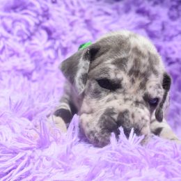 Green Collar Blue Merle Male - Merlequin male Great Dane puppy in Alvarado, Texas from Texas Blue Danes