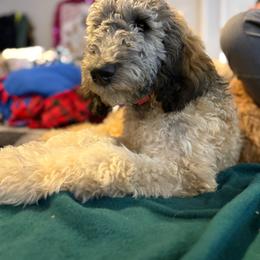 Clara Belle - Parti female Goldendoodle puppy in Tolono, Illinois from The Golden Rule Doodles