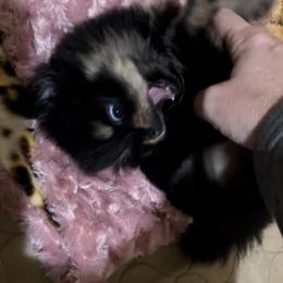 Pomeranian Puppies from Silver’s Reigning Heir Poms