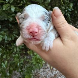 Meadow AKC Tailed - Blue merle female Australian Shepherd puppy in Inverness, Florida from Swamp Puppy Canine Kennel