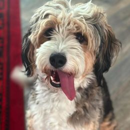 Cleo - Bernedoodle