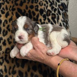 Green - Merle male Bernedoodle puppy in Curtice, Ohio from The Pink Doghouse