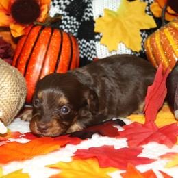 Reagan - Chocolate and tan female Dachshund puppy in Corbin, Kentucky from White River Valley Kennel