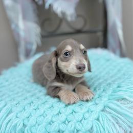 Thunder - Fawn (isabella) and cream male Dachshund puppy in Decatur, Mississippi from KP Dachshunds