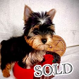 Troy - Black and tan male Yorkshire Terrier puppy in San Antonio, Texas from CISCOK9