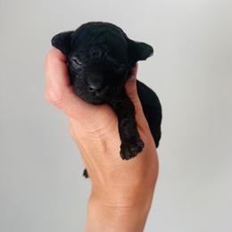 Knight - Black male Goldendoodle puppy in Auburn, Indiana from Martin’s Doodles
