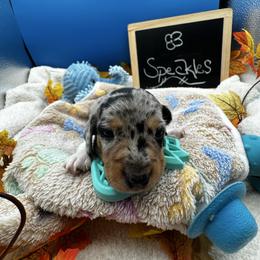 Boy 3 Speckles - Dapple male Dachshund puppy in Oscoda, Michigan from Northland Dachshunds