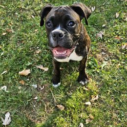 Boxer Puppies from Winchester Boxers