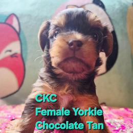 Reese - Chocolate and tan female Yorkshire Terrier puppy in West Enfield, Maine from GRIFFEY'S SPA AND KENNEL