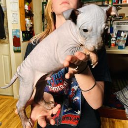 American Hairless Terrier Puppies from Gold Rush Kennels