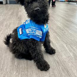 Chinese Shar-Pei and Pumi Puppies from Nixie Kennels