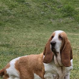 Summer - Basset Hound