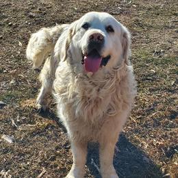 Rocky - Golden Retriever
