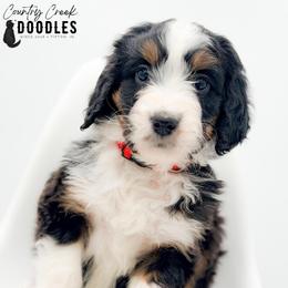 ESME - Tri-color female Bernedoodle puppy in Tipton, Indiana from Country Creek Doodles