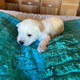 Donald Duck - White male Miniature Schnauzer puppy in Elk Grove, California from Meuser's Miniature Schnauzers