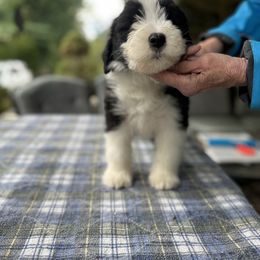 Bearded Collie and Border Collie Puppies from Beloved Bearded & Border Collies