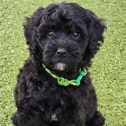 LIME - Black male Goldendoodle puppy in Rockledge, Florida from Stormie's Doodles