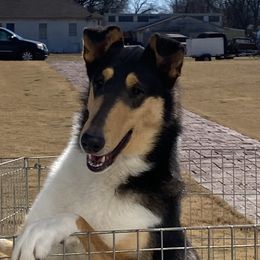 Alana - Collie