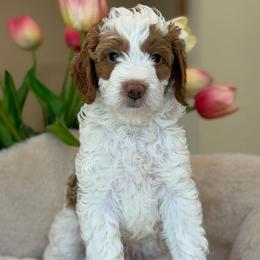 Back street boy - Parti male Goldendoodle puppy in Yuciapa, California from AlltheDoodlez_