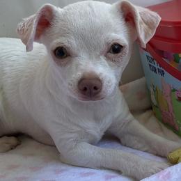 Lil Biankah - White female Chihuahua puppy in North Carolina & Lake Placid., North Carolina from Precious Petite Puppies
