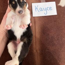 Collie Puppies from A/K Rough Collies