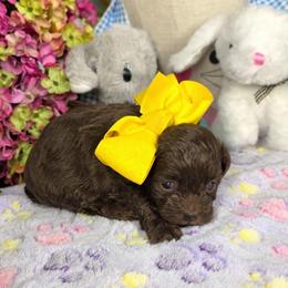 Daisy, Yellow girl - Brown female Shihpoo puppy in Delphos, Ohio from Route 66 Poodles & Doodles, Sapphire Shih-tzu's of Ohio