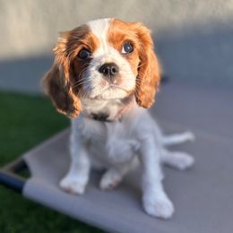Bo Peep - Blenheim Cavalier King Charles Spaniel puppy in Fontana, California from Magical Cavaliers