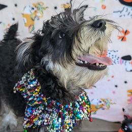 Boy 1 - Black and silver Miniature Schnauzer puppy in Paducah, Kentucky from Nubby's Legacy Schnauzers of Western KY