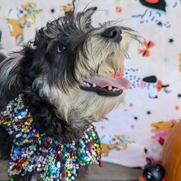 Boy 1 - Black and silver Miniature Schnauzer puppy in Paducah, Kentucky from Nubby's Legacy Schnauzers of Western KY