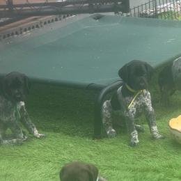 Yellow collar male - Black male German Shorthaired Pointer puppy in Rincon, Georgia from South Creek Kennels / SCK Gun Dogs