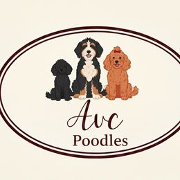 Poodles from AVCpoddles
