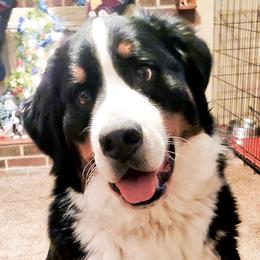 Cake - Bernese Mountain Dog