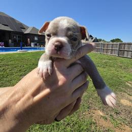Boy 6 - Bruno - Lilac male Boston Terrier puppy in Sulphur Springs, Texas from B&B Bostons