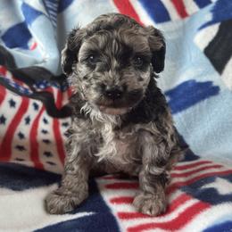 Maverick - Silver-beige  male Poodle puppy in Mayville, Michigan from Kathy Maize