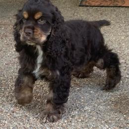 Bentley - Cocker Spaniel