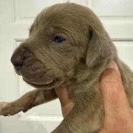 Mr. Mckee - Silver male Great Dane puppy in Florida from Beachside Kennels