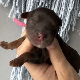 Girl 1 - Chocolate female Cavapoo puppy in Tucson, Arizona from Cavapoo Puppy Parade