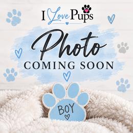 Boy 3 - Black brindle and white male Boston Terrier puppy in Brooksville, Florida from I Love Pups