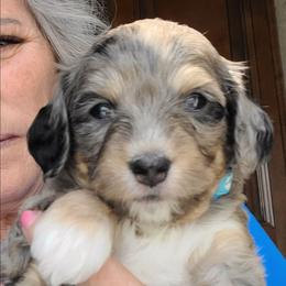Lucy-Blue - Blue merle female Bernedoodle puppy in Dugway, Utah from Luv4Bernedoodles