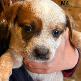 M4 - Red speckled male Australian Cattle Dog puppy in Ionia, Michigan from SB Heelers Cattle Dogs and Performance Horses