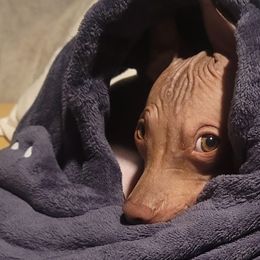 American Hairless Terriers from Monica's American Hairless Terriers