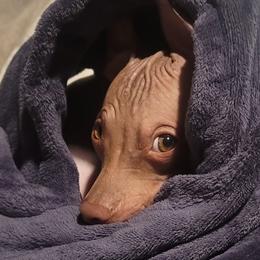 American Hairless Terriers from Monica's American Hairless Terriers