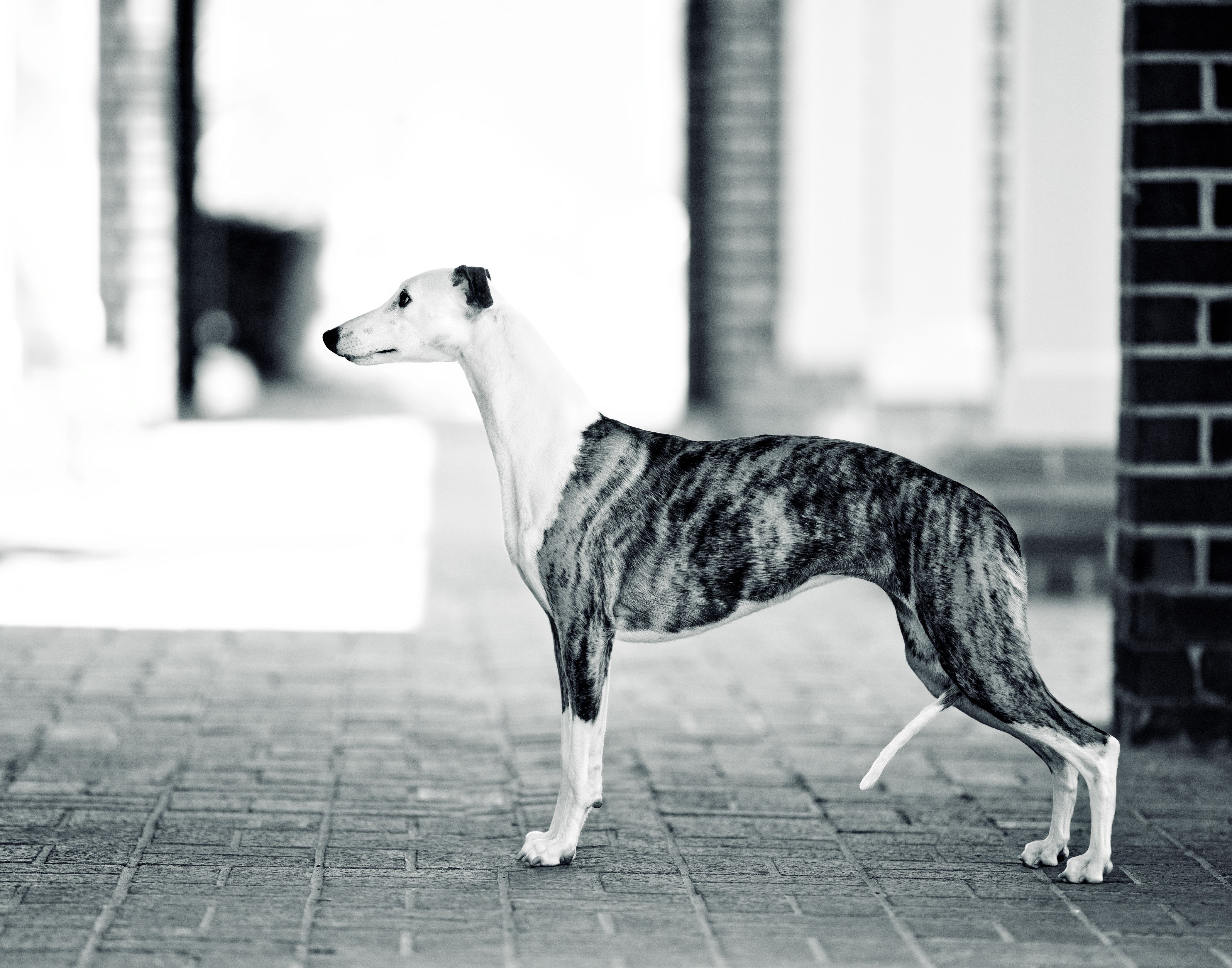 Phasion Whippets Kimberly & Paul Norton Sr. in Florida Whippet puppies Good Dog