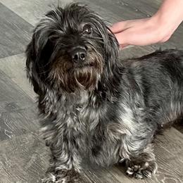Fluffy - Dachshund