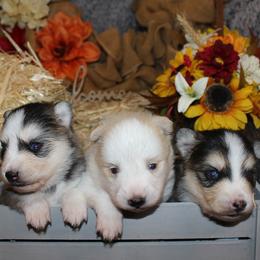 Pomskies from Mingus Mountain Pomskys