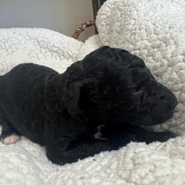 Girl 3 - Black female Poodle puppy in Bremen, Georgia from Kelley’s Poodle Patch
