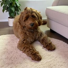 Rebel - Australian Labradoodle